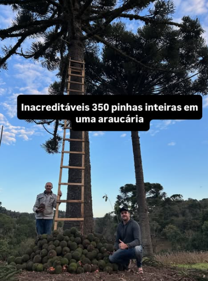 Agricultor de SC colhe 350 pinhas de uma única araucária e viraliza nas redes com autenticidade e amor pelo campo