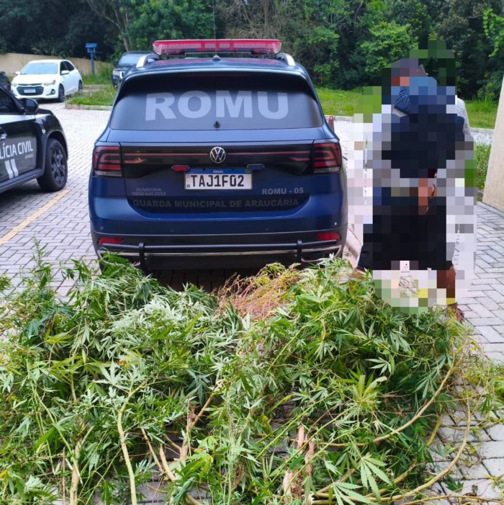 PCPR e GMA apreendem plantação de maconha e prendem homem em flagrante em Araucária